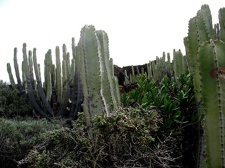 Остров Тенерифе