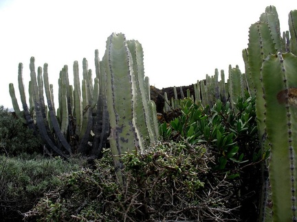 Остров Тенерифе