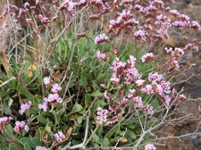 Остров Тенерифе