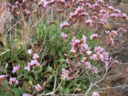 Остров Тенерифе