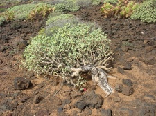 Остров Тенерифе