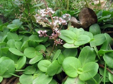 Остров Тенерифе