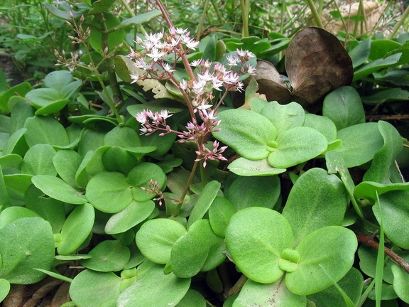 Остров Тенерифе