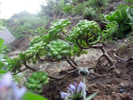 Остров Тенерифе