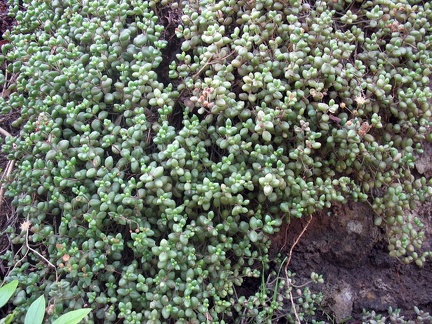 Остров Тенерифе