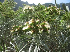 Остров Тенерифе