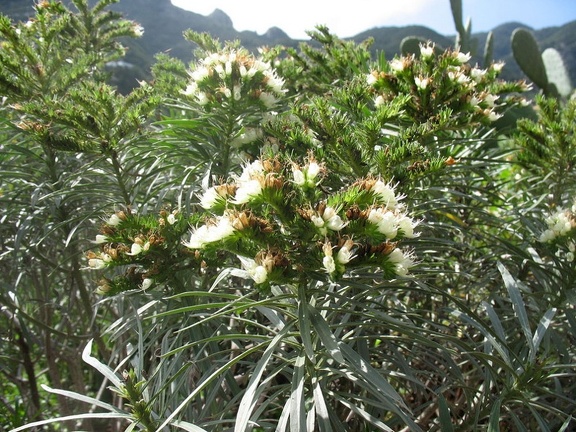 Остров Тенерифе