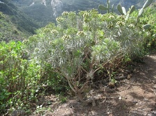 Остров Тенерифе