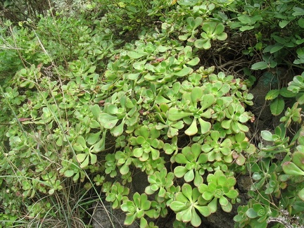 Остров Тенерифе