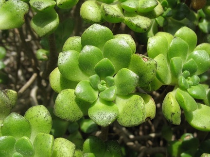 Остров Тенерифе