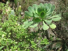 Остров Тенерифе