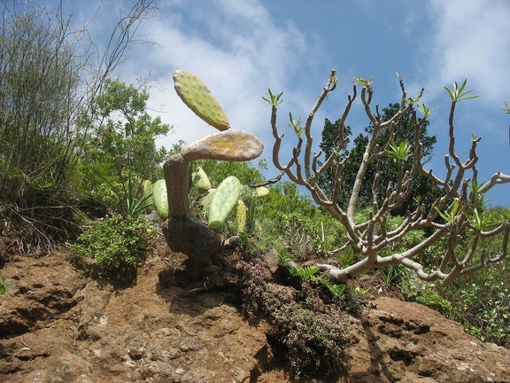 Остров Тенерифе