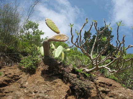 Остров Тенерифе