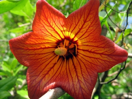 Остров Тенерифе