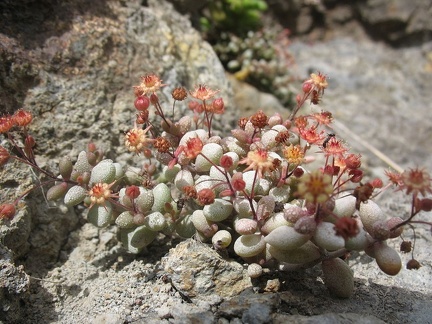 Остров Тенерифе