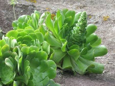 Остров Тенерифе