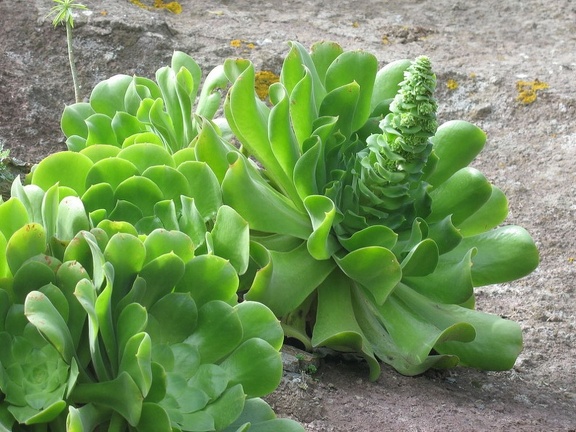 Остров Тенерифе