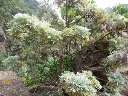 Остров Тенерифе