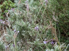 Остров Тенерифе