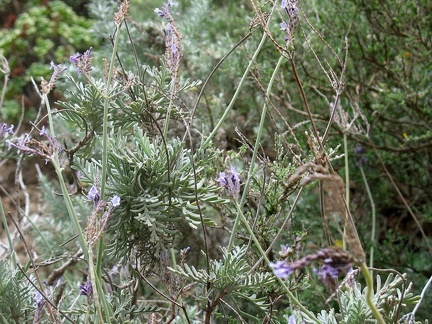 Остров Тенерифе