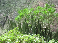 Остров Тенерифе