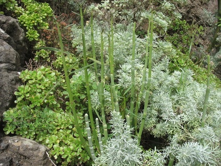 Остров Тенерифе