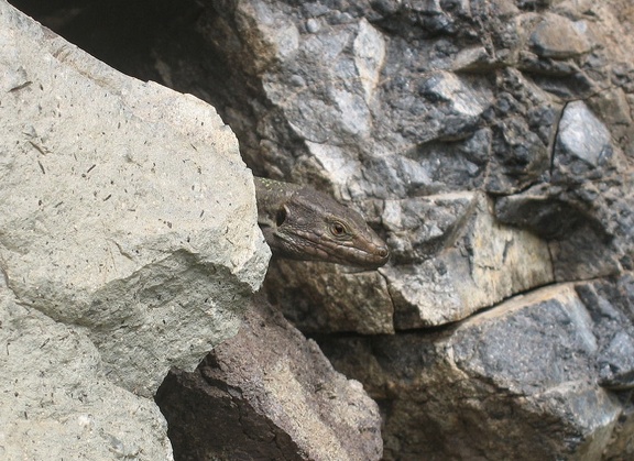 Остров Тенерифе