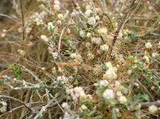 Остров Тенерифе