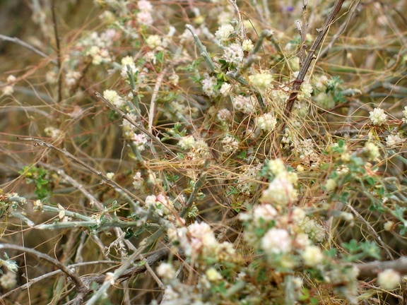 Остров Тенерифе