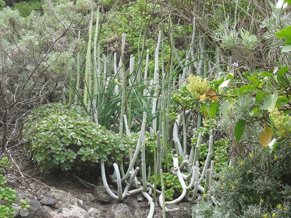 Остров Тенерифе