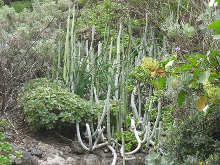 Остров Тенерифе