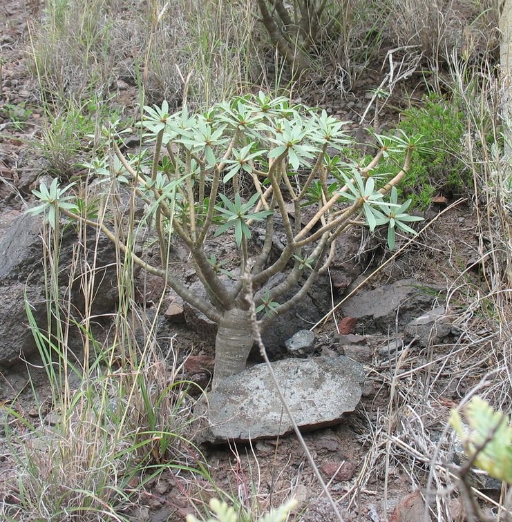 Остров Тенерифе