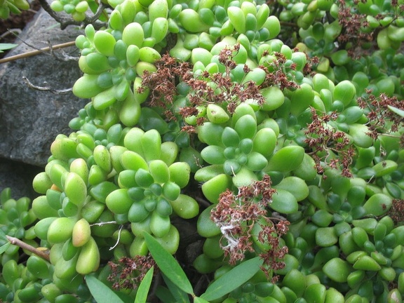 Остров Тенерифе