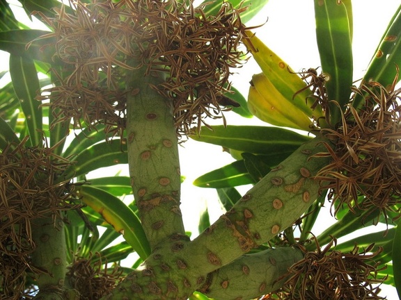 Остров Тенерифе