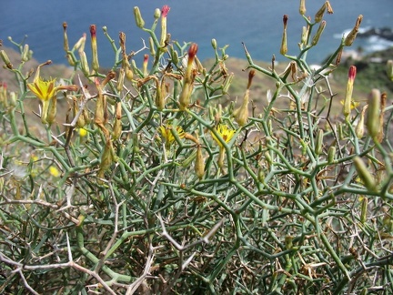 Остров Тенерифе