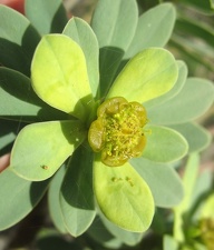 Остров Тенерифе