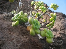 Остров Тенерифе