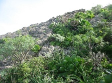 Остров Тенерифе