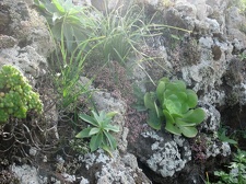 Остров Тенерифе