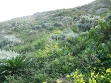 Остров Тенерифе