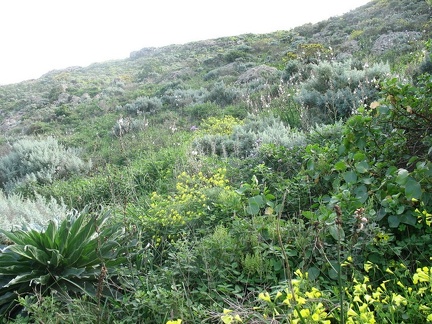 Остров Тенерифе