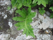 Остров Тенерифе