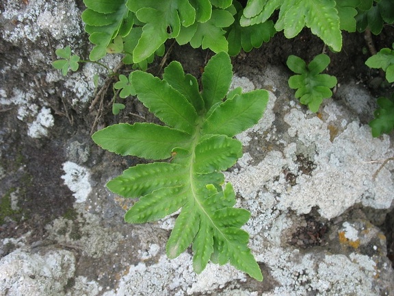 Остров Тенерифе