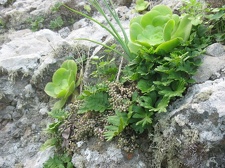 Остров Тенерифе