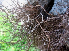 Остров Тенерифе