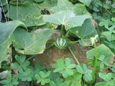 Остров Тенерифе