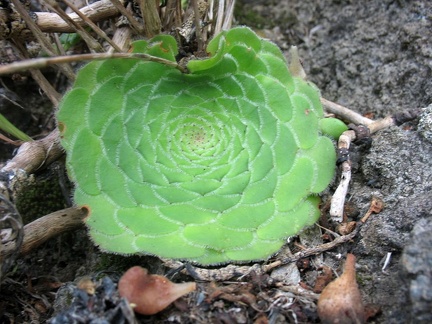 Остров Тенерифе