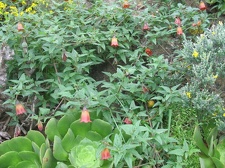 Остров Тенерифе