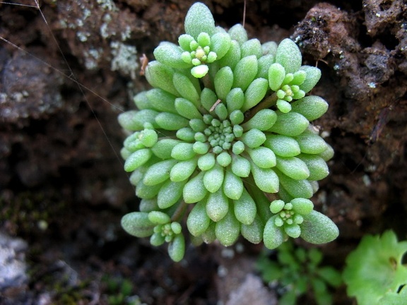 Остров Тенерифе