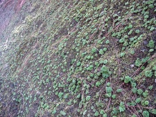 Остров Тенерифе